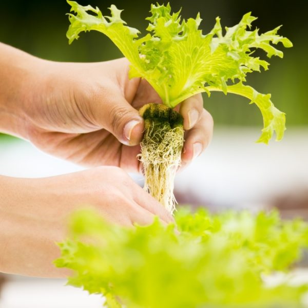 lettuces grown in hydroponics