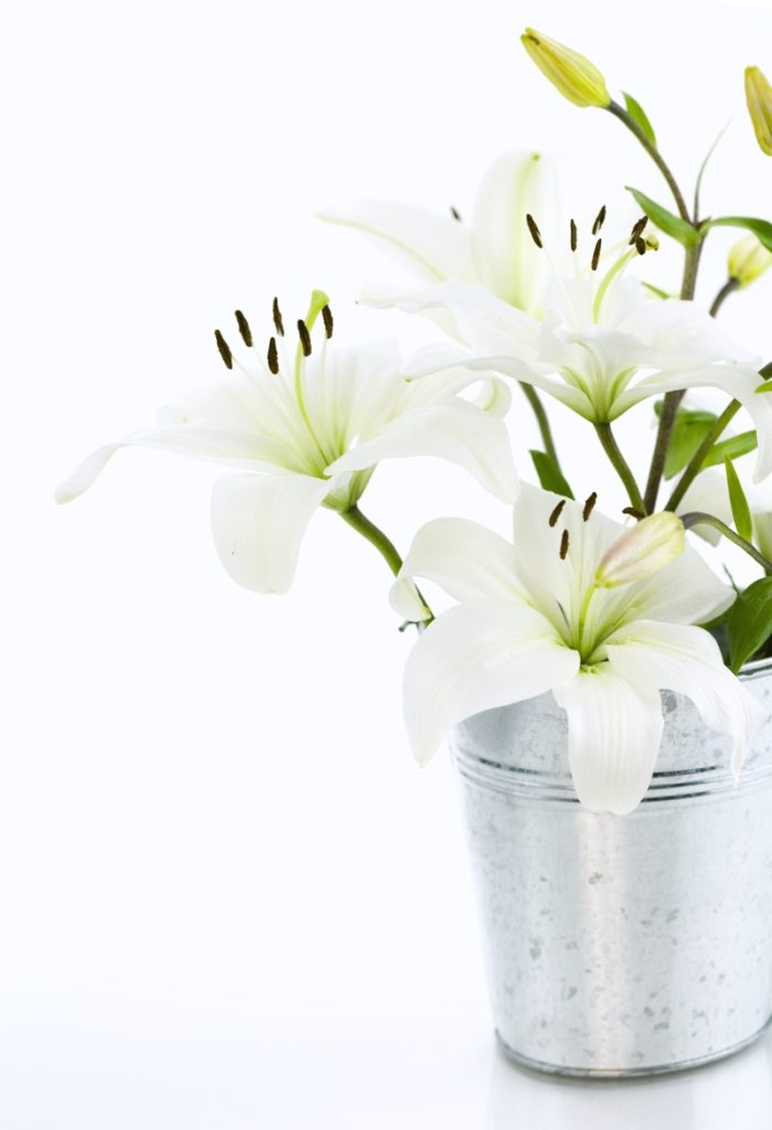 lilies in pot