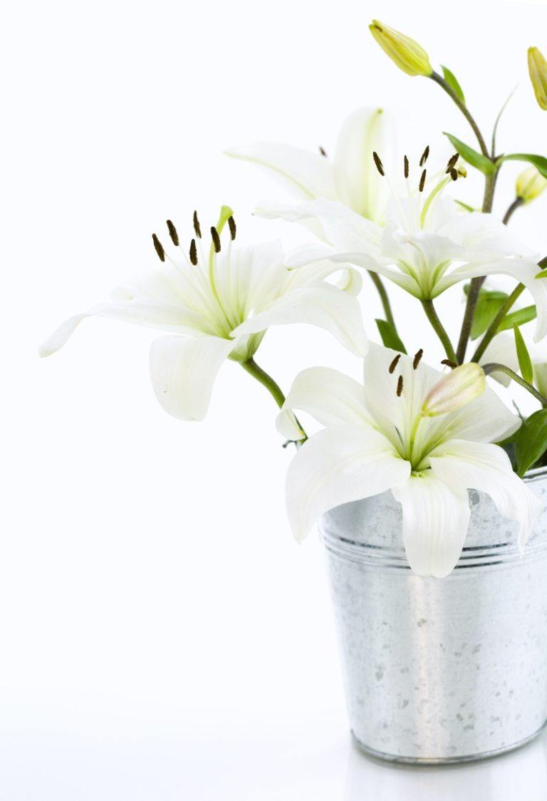 Lily Flower Definitive Guide How to Grow Lilies