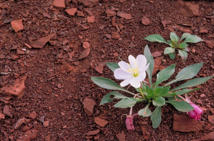 lily flower soil