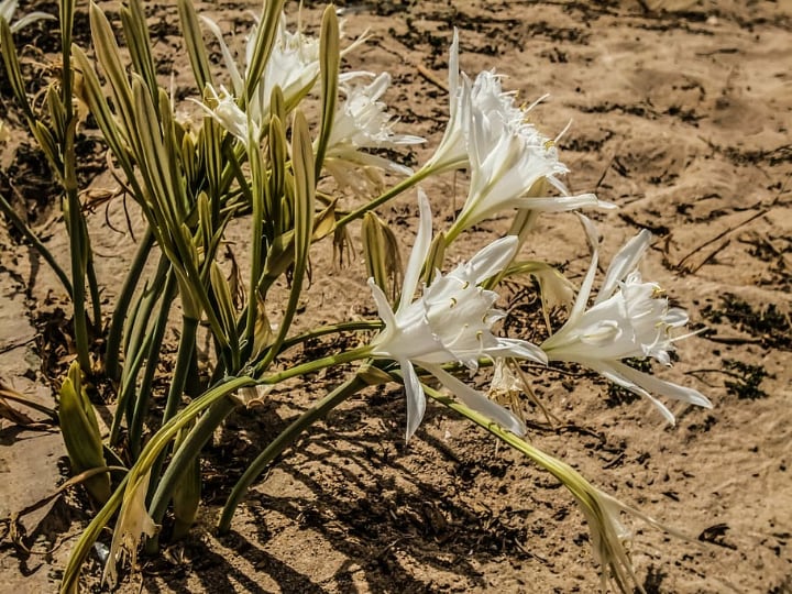 lily flowers growing on the ground