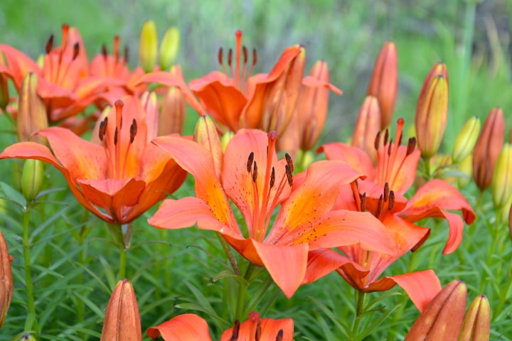 lily flowers in summer