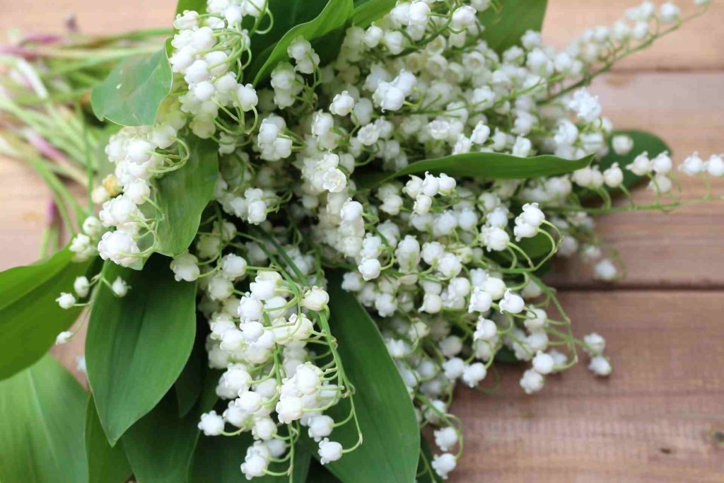 lily of the valley