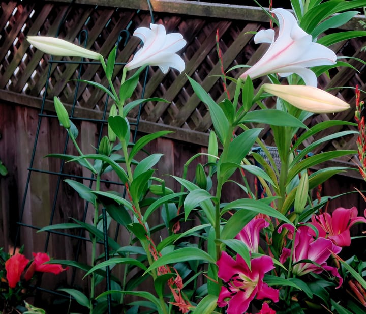 longiflorum hybrid lily flowers