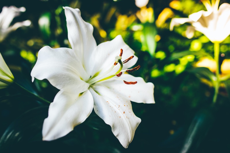 madonna lily