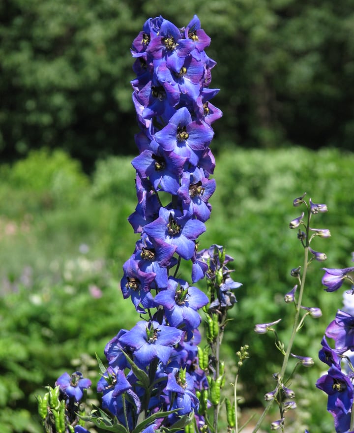 magic fountain delphinium