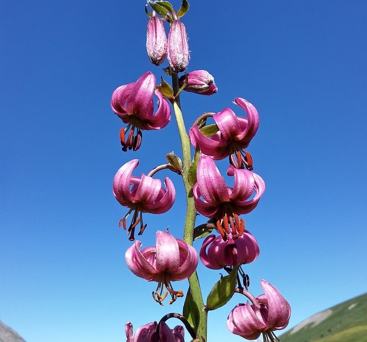 martagon lily flower hybrids