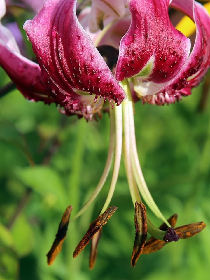 martagon lily flower
