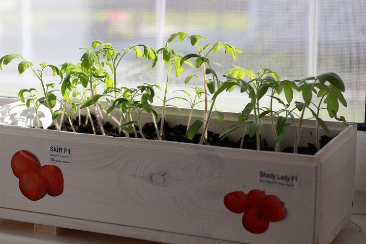 mini window vegetable garden