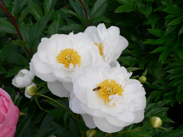 miss america peony