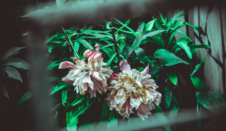 mold on peonies