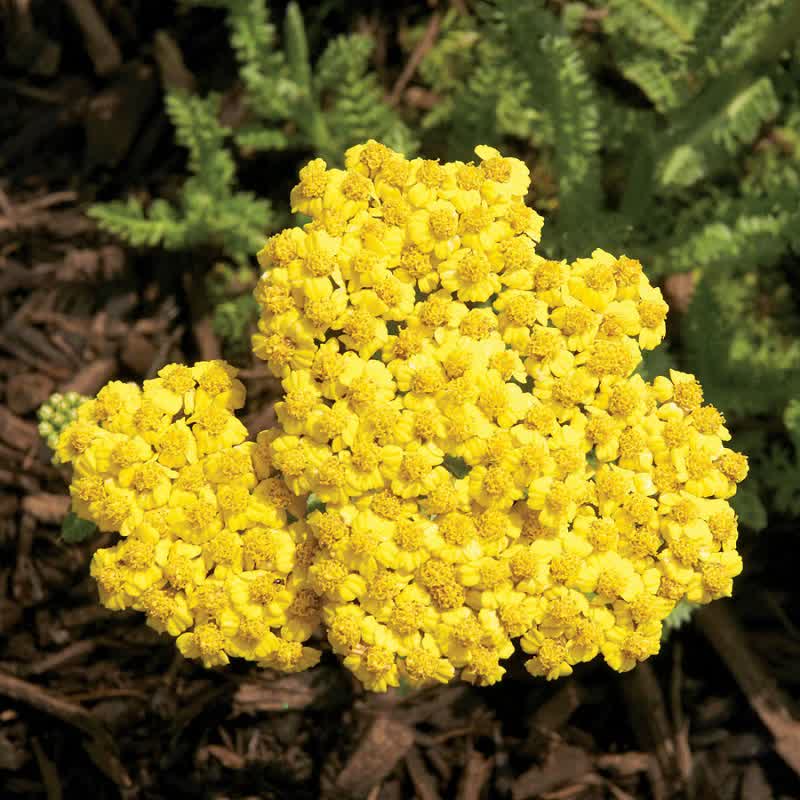 moonshine yarrow flower