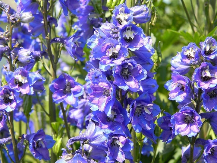 mother of pearl delphinium