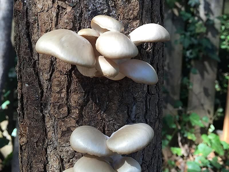 mushroom grow log