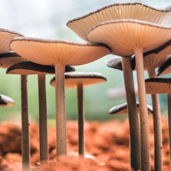 mushroom growing in a greenhouse