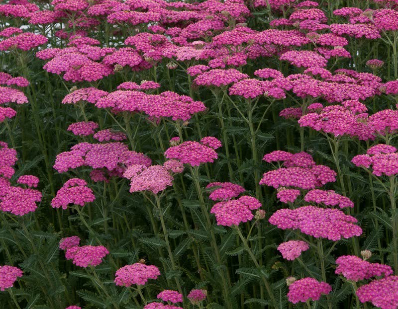 new vintage rose yarrow