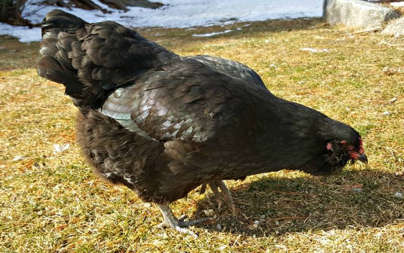 olive egger chicken breed 1