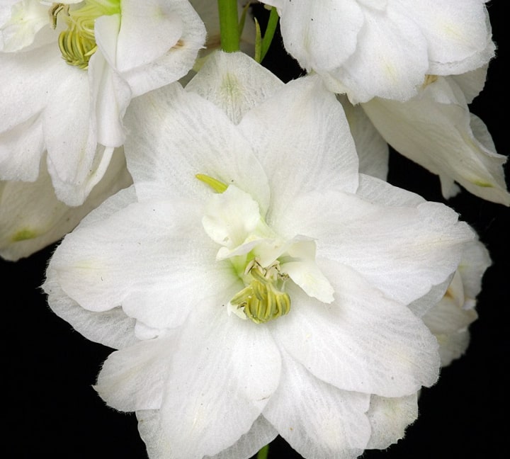 pacific giant delphinium flowers