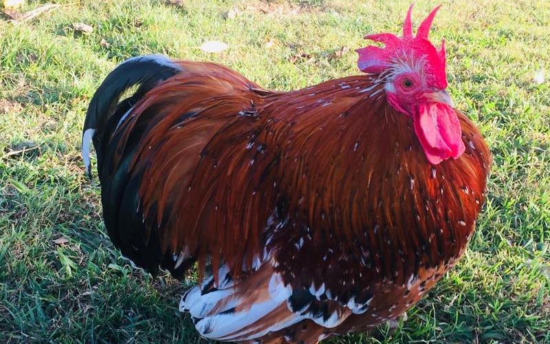 pekin bantam breed of chicken