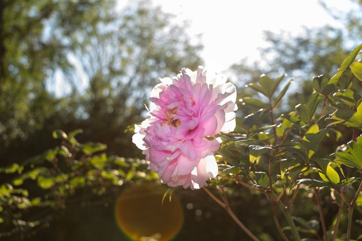 peonies in the sun