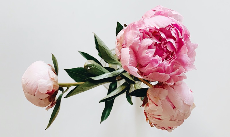 peonies meanings