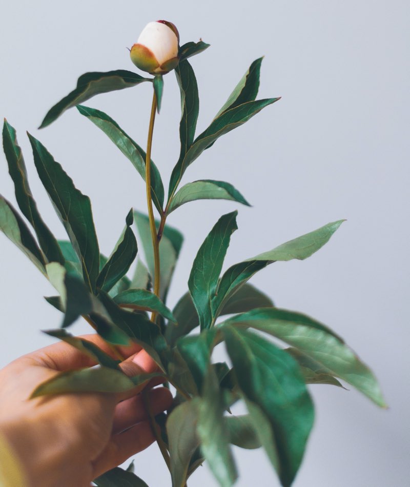 peony flower meaning