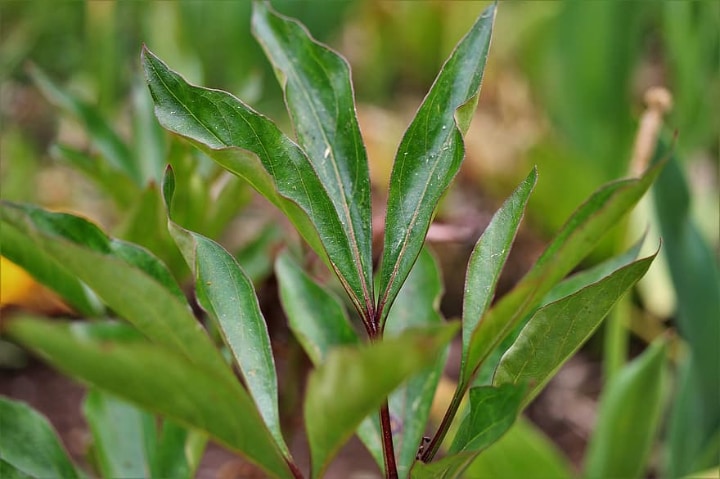 peony leaves