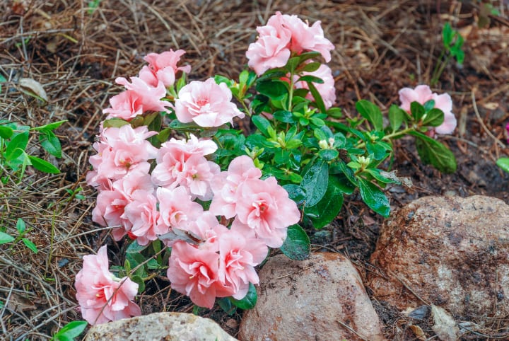 peony plant in soil