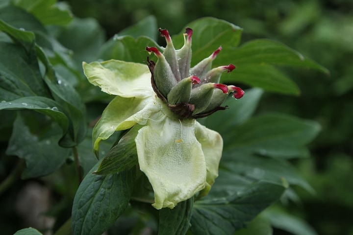 peony seeds