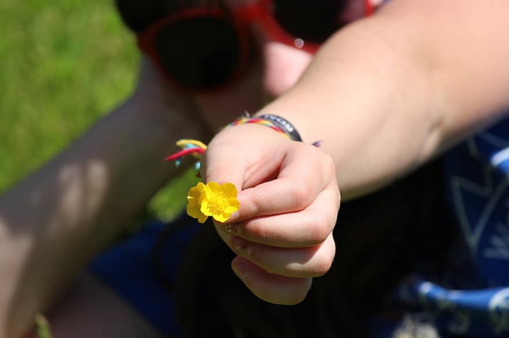 person holding a ranunnculus flower