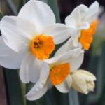 pet safe daffodils plants in australia