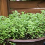 pet safe oregano herb plant