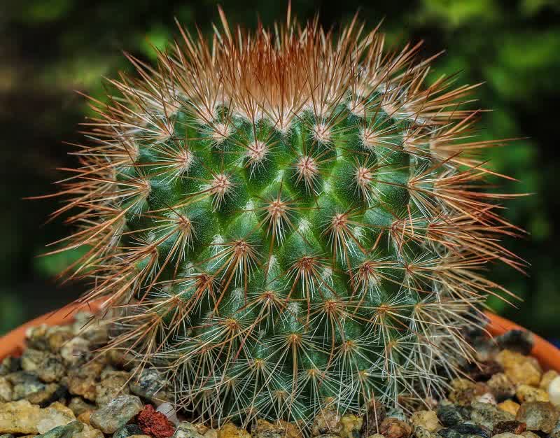 pincushion cactus succulent 1