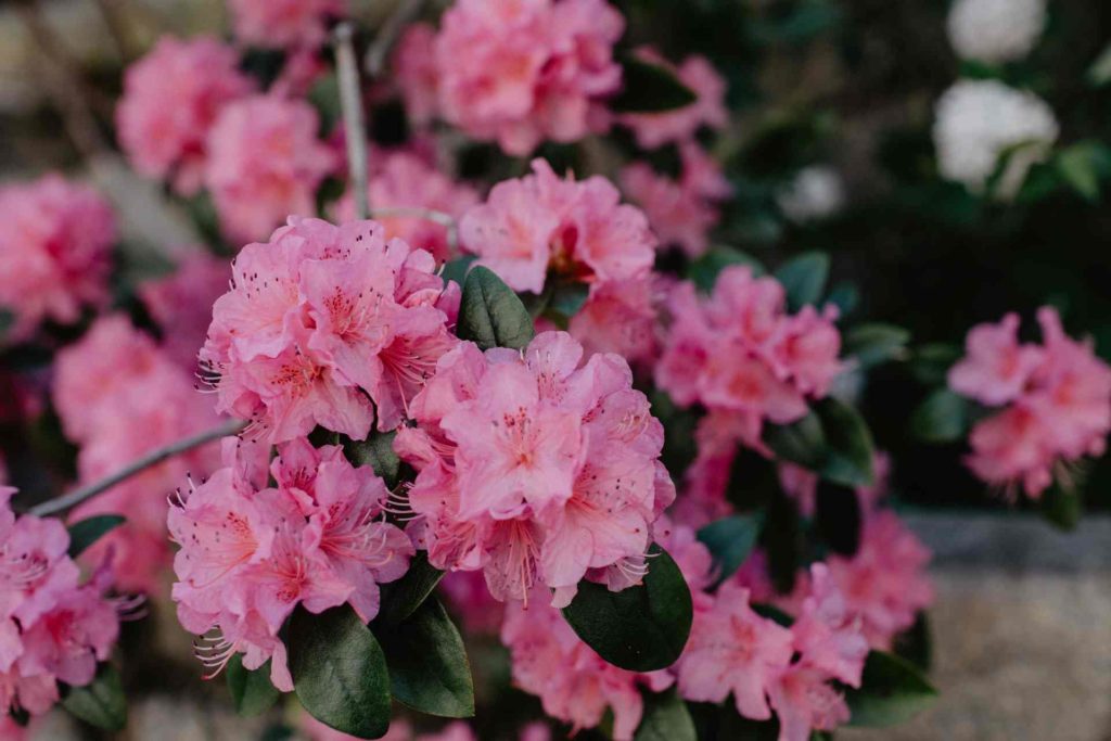 pink azaleas