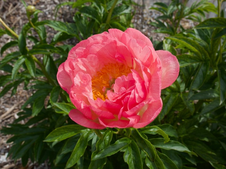 pink hawaiian coral peony