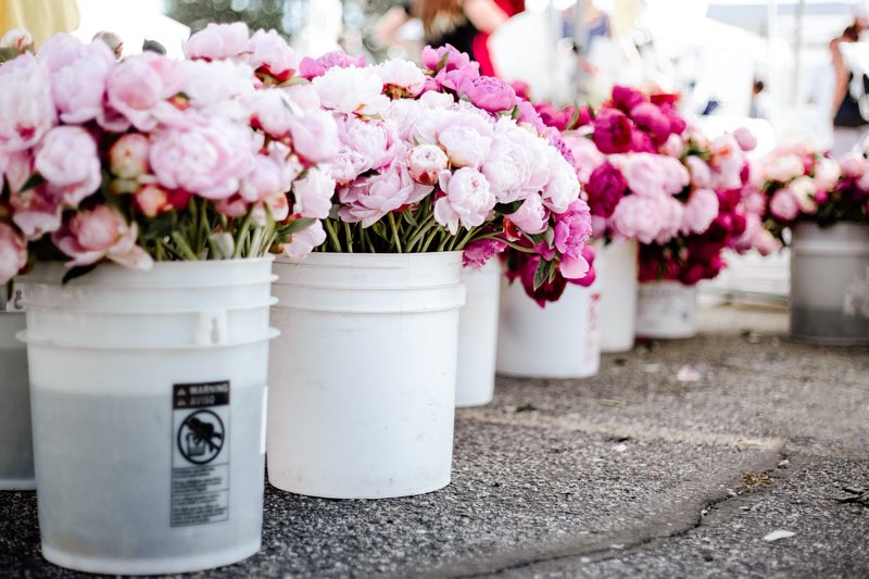 pink peonies