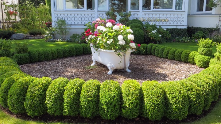 plant and bushes as center of attention in the backyard