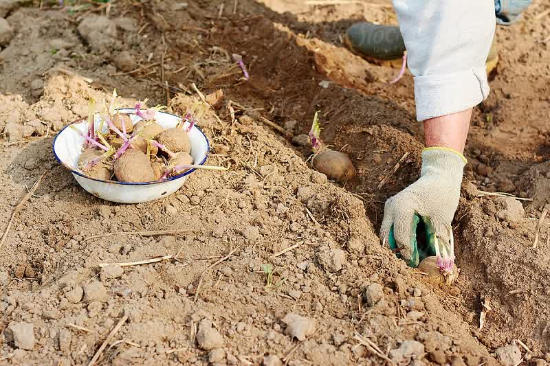 how to plant potatoes