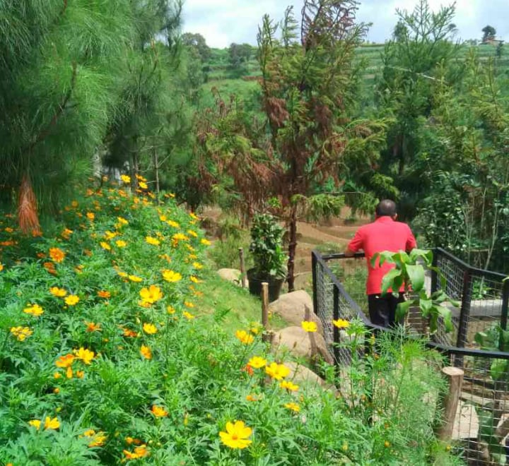 planting ranusculus outdoors