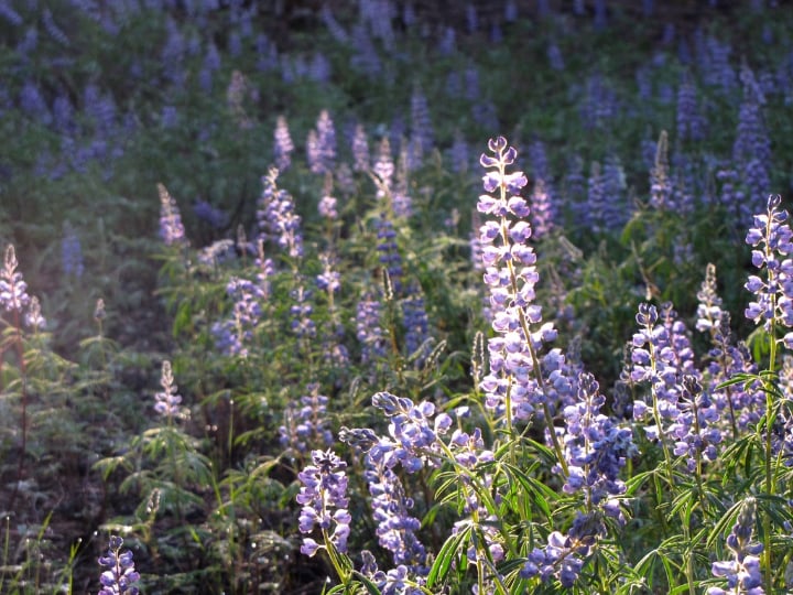 plenty of sun for delphinium flowers