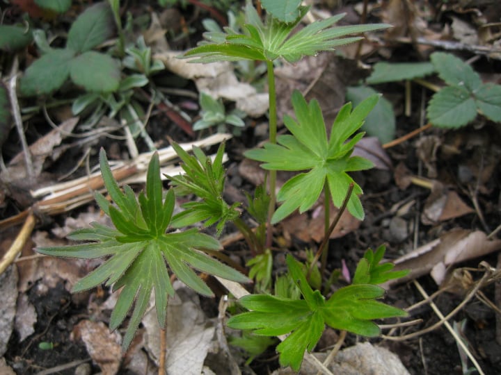 poisonous young delphiniums