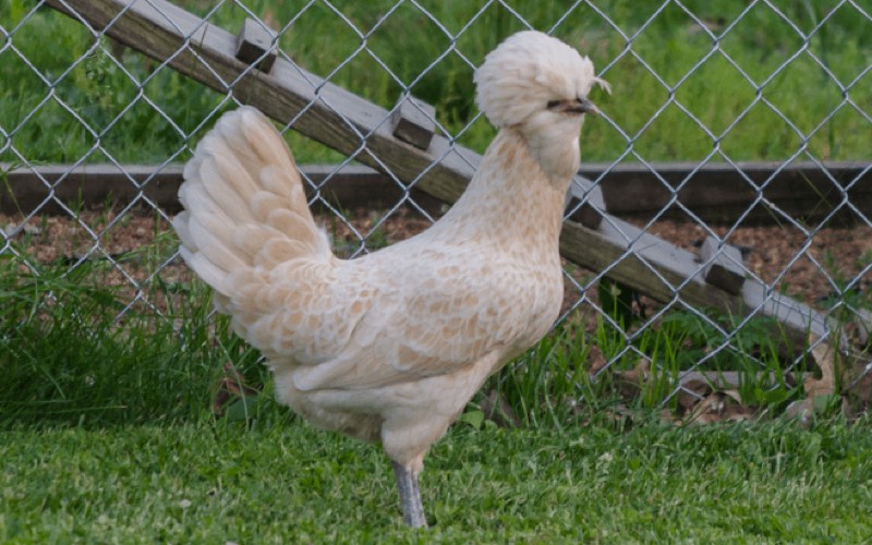 polish chicken breed type