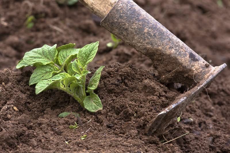 growing potato plant