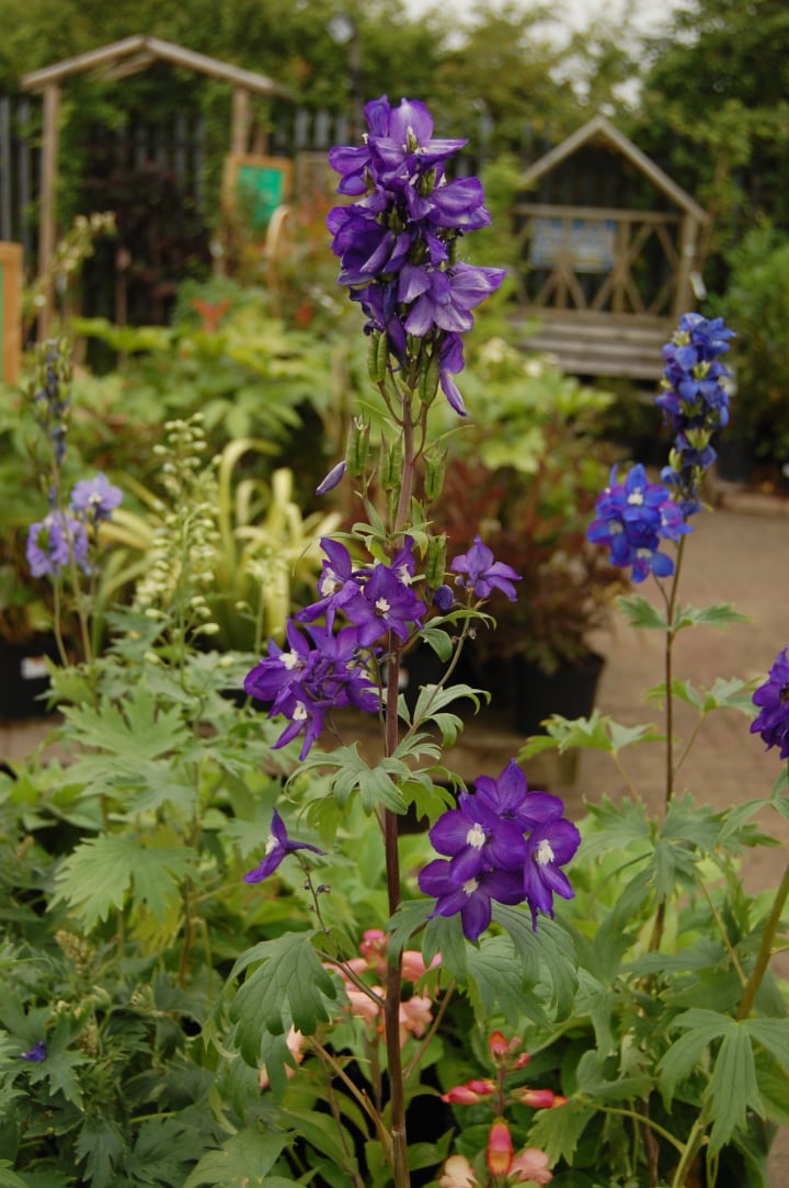 potted delphinium in the garden