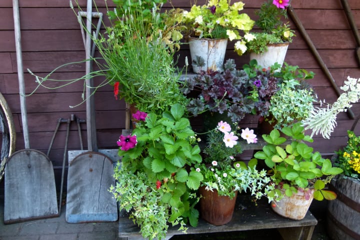 potted garden plants