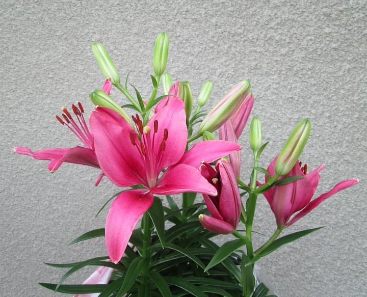 potted lily fowers