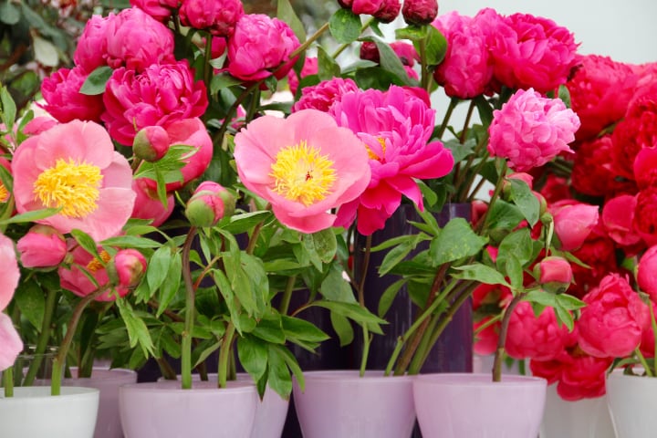 potted peonies for sale