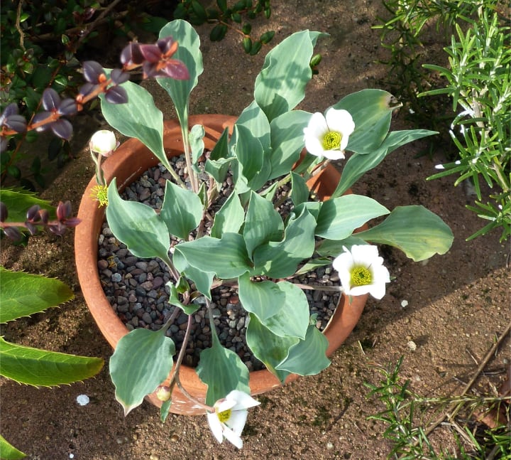 potted ranunculus