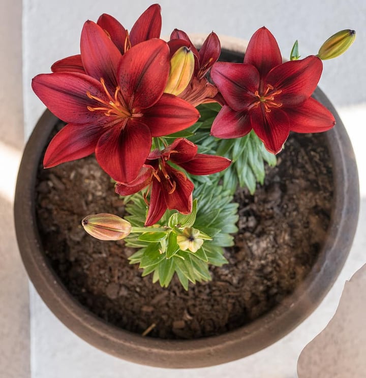 potted red lily flowers