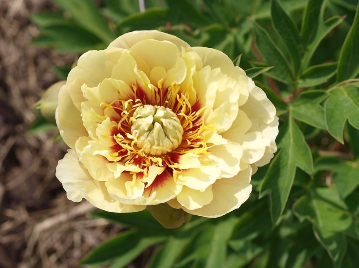 prairie charm peony